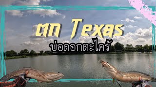 ตก texas บ่อดอกตะไคร้ | All in Fishing