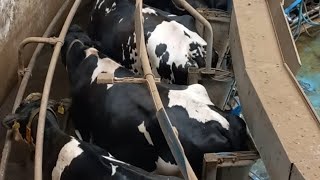 MILKING COWS ON THE CAROUSEL. SUPER INTERESTING.#cow #farming #farmer #farm #usa #germany