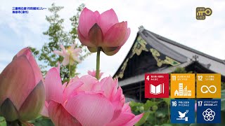 蓮の花と手を合わせるということ - 高田本山専修寺（津市）