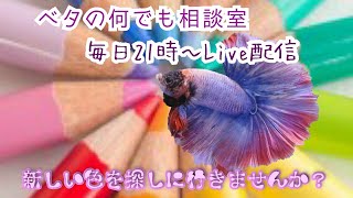 ベタの何でも相談室　2023年6月7日