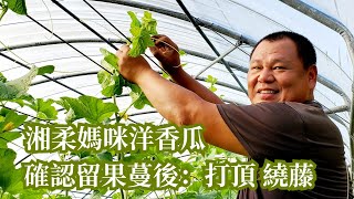 湘柔咪洋香瓜🍈謝富賢/確認留果蔓後《打頂繞藤篇》