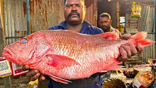 KASIMEDU 🔥 SPEED SELVAM | RED SNAPPER FISH CUTTING VIDEO | IN KASIMEDU | FF CUTTING 🔪