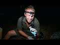 searching for the most unique frogs of australia 🐸 the wild life of tim faulkner clip untamed