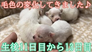 【ポメラニアン】ありすの赤ちゃんの生後11日目から13日目【出産・子育て】