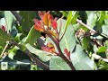 UCRBG California Native Plant Video Series: Lemonade Berry