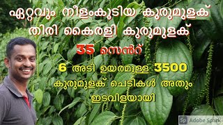 kairali pepper #bush pepper farming #black pepper farming #kurumulaku krishi #bush pepper grafting