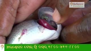 ମାଛର ଗାଲି ରୋଗର ନିୟନ୍ତ୍ରଣ ପଦ୍ଧତି | Gill Disease Management for Carp