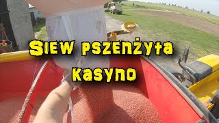 Kasyno czy Rosyjska Ruletka! Siew pszenżyta. 2 Jelonki na polu!