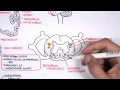 Neurology - Motor Pathways