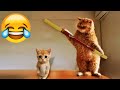 🤣 When Cats Are So Silly 😹 I will die laughing 🤣 Funny Cats Videos 😻