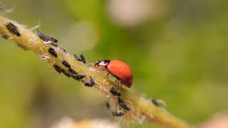 Ladybug Eating Aphids