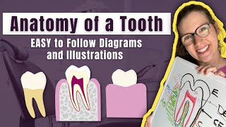 Parts of a Tooth Diagramed and Explained by a Dentist | Learn the Layers and Tissues of a Tooth FAST