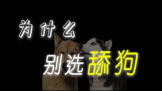 【舔狗】为什么不能找舔狗做男友，舔狗的故事【男闺蜜KZ】