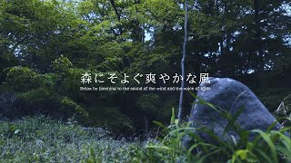 森にそよぐ爽やかな風 風の音 | 3時間 wind sound |  ASMR | 睡眠