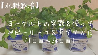 【水耕栽培】使い終わったヨーグルトの容器を使ってベビーリーフを育ててみた 1日目〜24日目