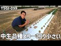 【ブリーダー解説】ラディッキオ（トレビス）秋作オススメ品種の特性！【国産野菜】