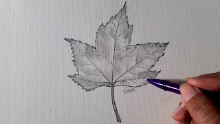 Fall Leaves Drawing | How to Draw Fall Leaves | Autumn Leaf Sketch | Sinoun Drawing