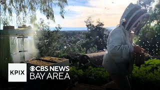 Colony with 30,000 bees stolen from Oakland woman's home