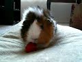 daisy the female guinea pig trying to eat a tomato