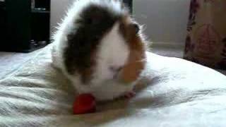 Daisy the (female) guinea pig trying to eat a tomato