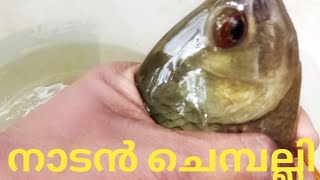 നാടൻ ആറ്റു ചെമ്പല്ലി കാണാത്തവർക്കായ്