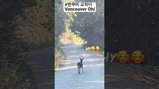 하이킹 가는 길에 새끼 검은 꼬리 사슴을 만났어요:) When we met a black-tailed deer🥰