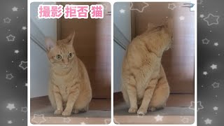 むぎっちゅ☆撮影拒否猫☆