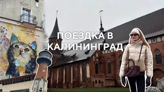 ВЫХОДНЫЕ В КАЛИНИНГРАДЕ | Искупались в Балтийском море? | Бюджетные морепродукты | Город котов