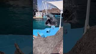 春のジャンプ祭り開催中　名古屋港水族館#shorts