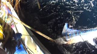 【衝撃!!】カジキ漁 マカジキ取り上げ Fisherman  Fisher  mpact   Striped marlin Very beautiful marlin