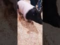 Pig Strut | Adorable #shorts #livestock #cuteanimals #pigs