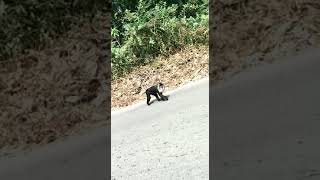 Monkey in valparai