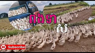 សត្វទាពង ប្រភេទទាពណ៌ស