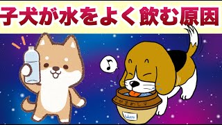 子犬が水をよく飲む原因と1日の適量について獣医師が解説