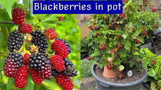 4 YEAR - GROWING BLACKBERRIES IN CONTAINERS