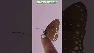 Beautiful  butterfly ll \