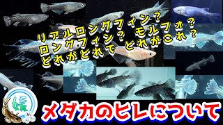 メダカのヒレ！色々な鰭の表現・リアルロングフィン・松井ヒレ長・モルフォ・ロングフィンの違いについて【媛めだか】