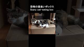 箱に食べられちゃうまる。 #Shorts #猫