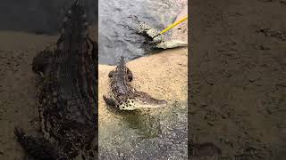 New energy catching crocodiles crocodile farm crocodiles confusing behavior of animals what is t