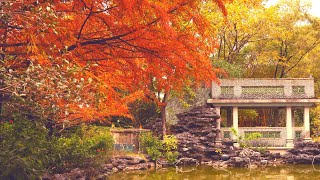 Lingnan Garden 荔枝角嶺南之風紅葉