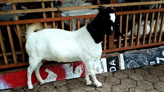 Black n White Boer Goat | Results breeding Boer x Jamnapari Goat