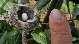 ¡El nido más pequeño del mundo! [Cosas Curiosas #5]