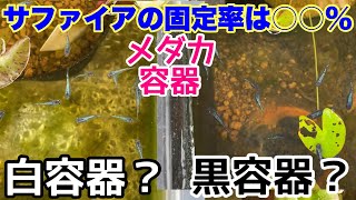 メダカ飼育白容器、黒容器でこんなに色が違う！？サファイアの固定率は○○％！？メダカ飼育容器！ビオトープ