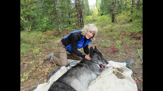 Diane Boyd: Wildlife biologist and wolf conservationist