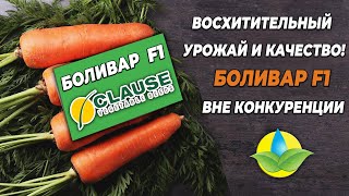 Морковь Боливар F1 - восхитительный урожай и качество!