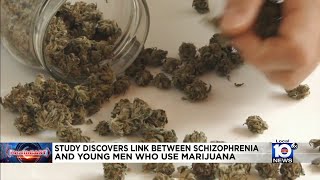 Marijuana increases risk of schizophrenia, study shows