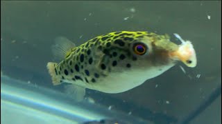 Green Spot Puffer LIVE feeding! he sure loves his minnows