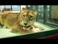 the meal of a lion at maruyama zoo 円山動物園でライオンの食事