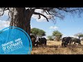 Tanzania | Tarangire - Home of Elephants and of baobabs