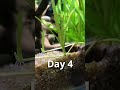 Shocking Vallisneria growth time-lapse 😲🌿